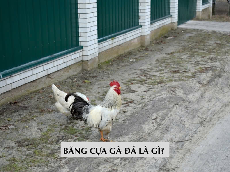 Băng Cựa Gà Đá Là Gì? 
