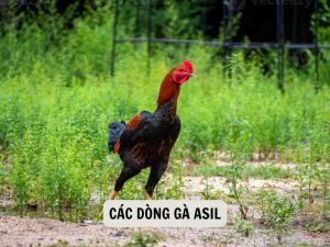 Các Dòng Gà Asil