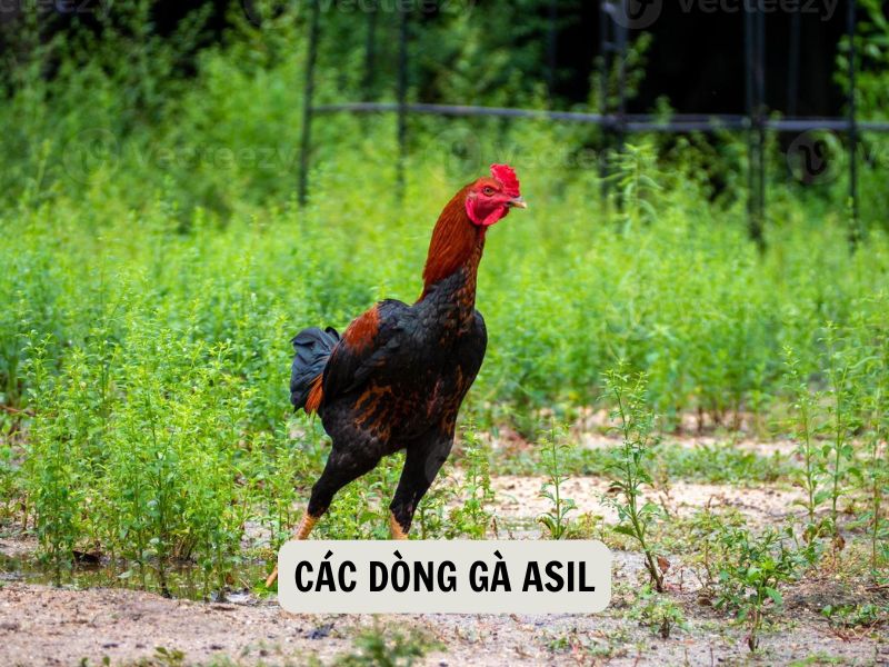Các Dòng Gà Asil