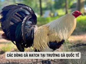 Các Dòng Gà Hatch Tại Trường Gà Quốc Tế