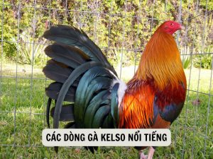 Các Dòng Gà Kelso Nổi Tiếng