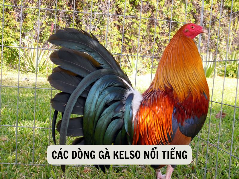 Các Dòng Gà Kelso Nổi Tiếng