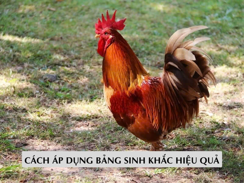 Cách Áp Dụng Bảng Sinh Khắc Hiệu Quả