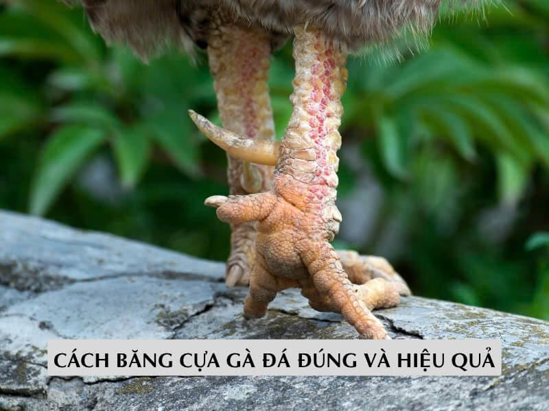 Cách Băng Cựa Gà Đá Đúng Và Hiệu Quả
