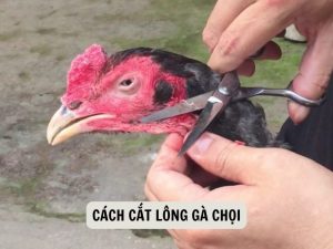 Cách Cắt Lông Gà Chọi