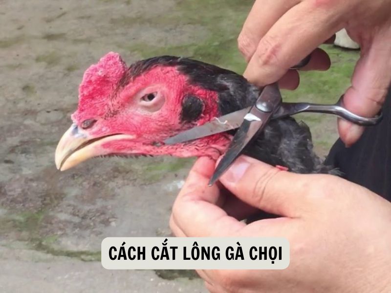 Cách Cắt Lông Gà Chọi