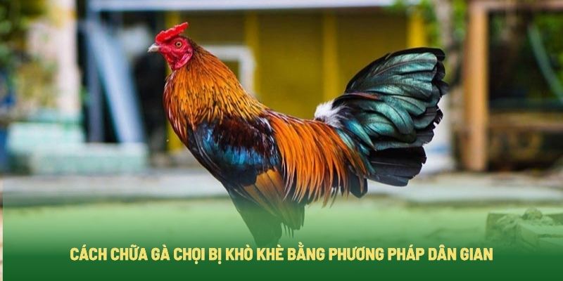 Cách chữa gà bị khò khè như thế nào?
