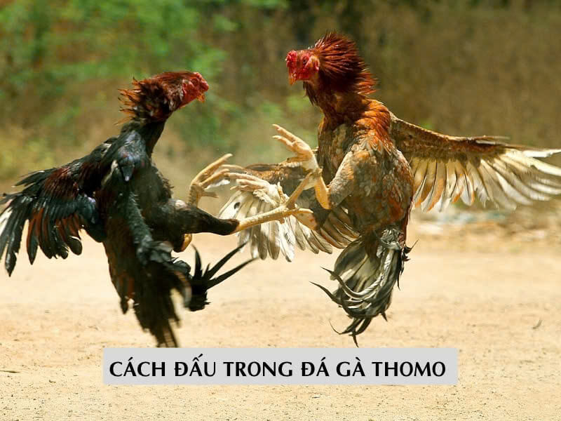 Chi Tiết Cách Đấu Trong Đá Gà Thomo 