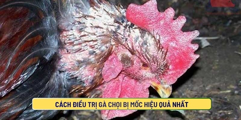 Cách Điều Trị Gà Chọi Bị Mốc Hiệu Quả Nhất