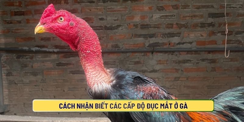 Các cấp độ nặng nhẹ khi gà bị đục mắt
