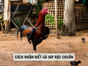 Cách Nhận Biết Gà Jap Rặc Chuẩn
