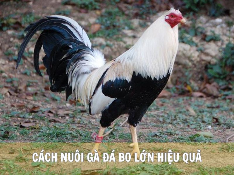 Cách Nuôi Gà Đá Bo Lớn Hiệu Quả