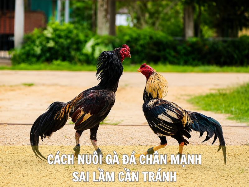 Cách Nuôi Gà Đá Chân Mạnh: Sai Lầm Cần Tránh