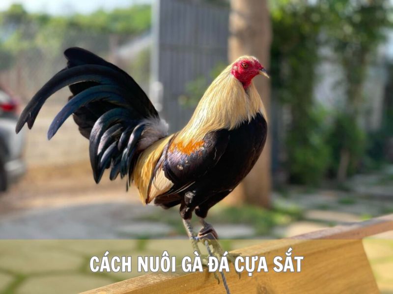 Cách Nuôi Gà Đá Cựa Sắt X