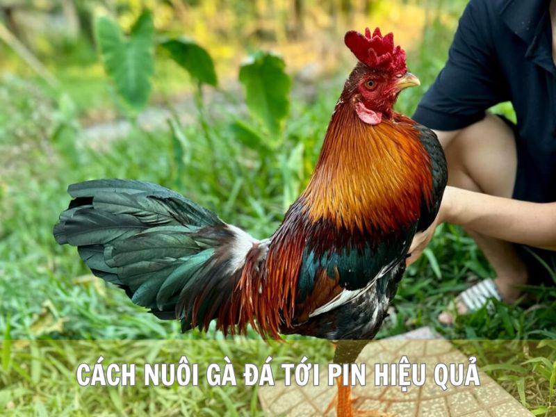 Cách Nuôi Gà Đá Tới Pin Hiệu Quả Cách Nuôi Gà Đá Tới Pin Hiệu Quả