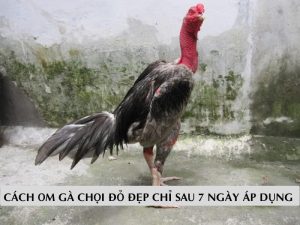 Cách Om Gà Chọi Đỏ Đẹp Chỉ Sau 7 Ngày Áp Dụng