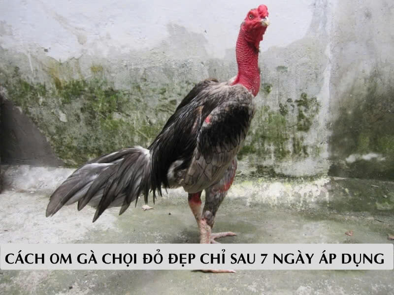 Cách Om Gà Chọi Đỏ Đẹp Chỉ Sau 7 Ngày Áp Dụng