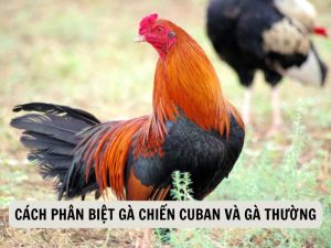 Cách Phân Biệt Gà Chiến Cuban Và Gà Thường