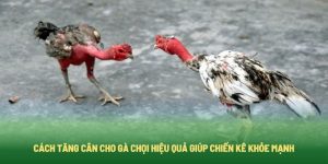 Cách Tăng Cân Cho Gà Chọi Hiệu Quả Giúp Chiến Kê Khỏe Mạnh