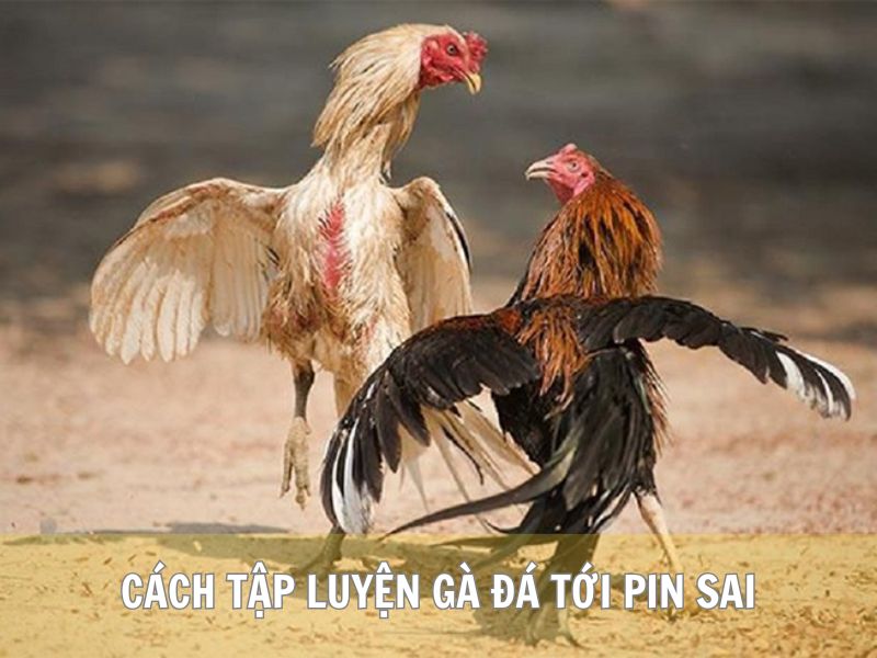 Cách Tập Luyện Gà Đá Tới Pin Sai Cách Tập Luyện Gà Đá Tới Pin Sai
