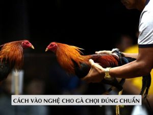 Cách Vào Nghệ Cho Gà Chọi Đúng Chuẩn