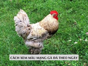 Nguyên Lý Xem Màu Mạng Gà Đá Theo Ngày