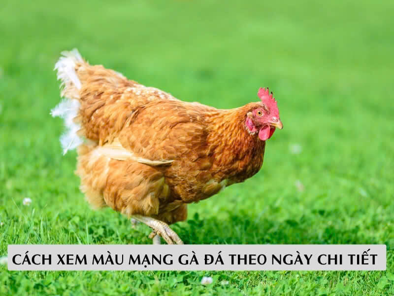 Cách Xem Màu Mạng Gà Đá Theo Ngày Chi Tiết 