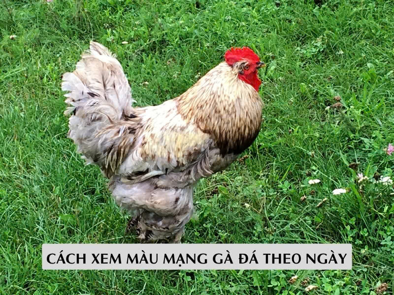 Nguyên Lý Xem Màu Mạng Gà Đá Theo Ngày