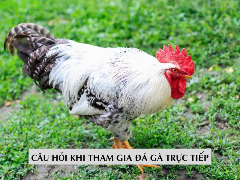Câu Hỏi Thường Gặp (Faq) Khi Tham Gia Đá Gà Trực Tiếp 