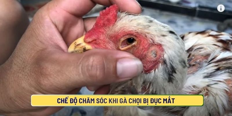 Cách chăm sóc gà chọi bị đục mắt hiệu quả