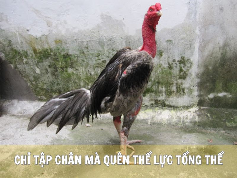 Chỉ Tập Chân Mà Quên Thể Lực Tổng Thể