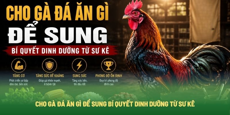 Cho Gà Đá Ăn Gì Để Sung Bí Quyết Dinh Dưỡng Từ Sư Kê