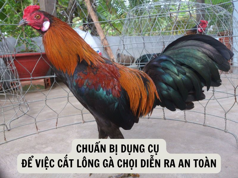 Chuẩn Bị Dụng Cụ Để Việc Cắt Lông Gà Chọi Diễn Ra An Toàn