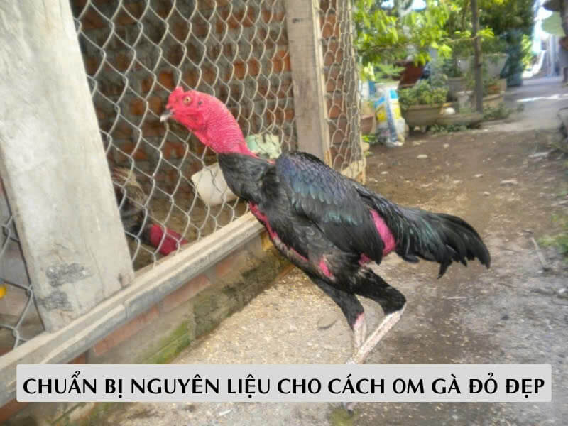 Chuẩn Bị Nguyên Liệu Cho Cách Om Gà Đỏ Đẹp
