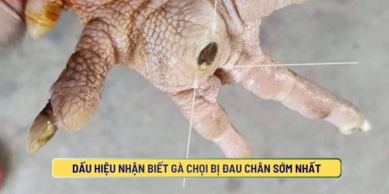 Dấu Hiệu Nhận Biết Gà Chọi Bị Đau Chân Sớm Nhất