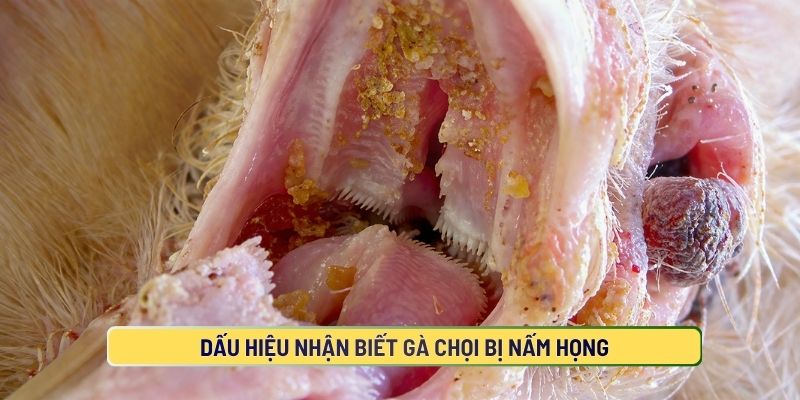Nhận biết gà bị nấm họng như thế nào?
