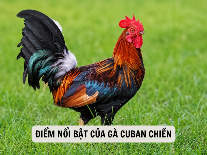 Điểm Nổi Bật Của Gà Cuban Chiến