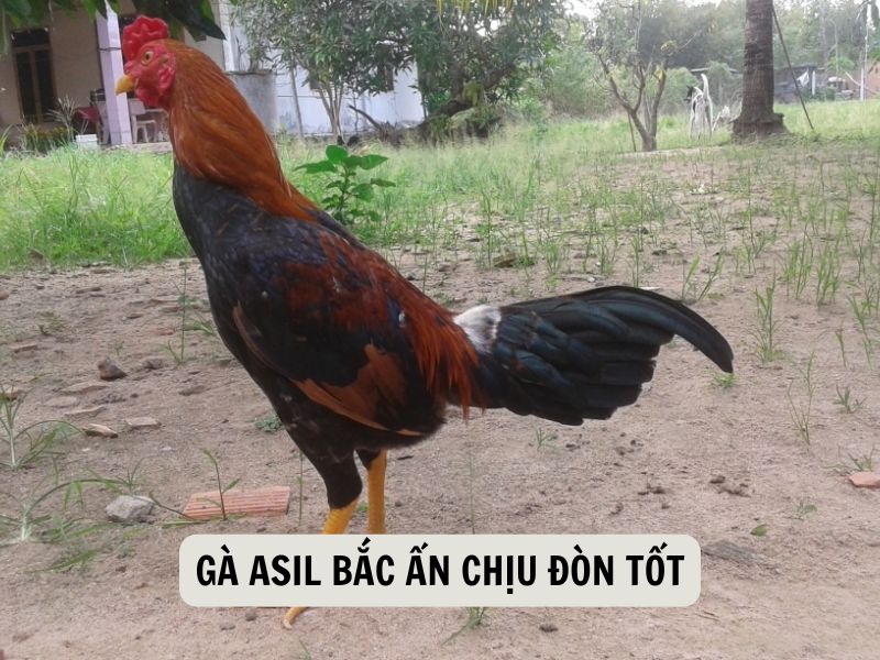 Gà Asil Bắc Ấn Chịu Đòn Tốt