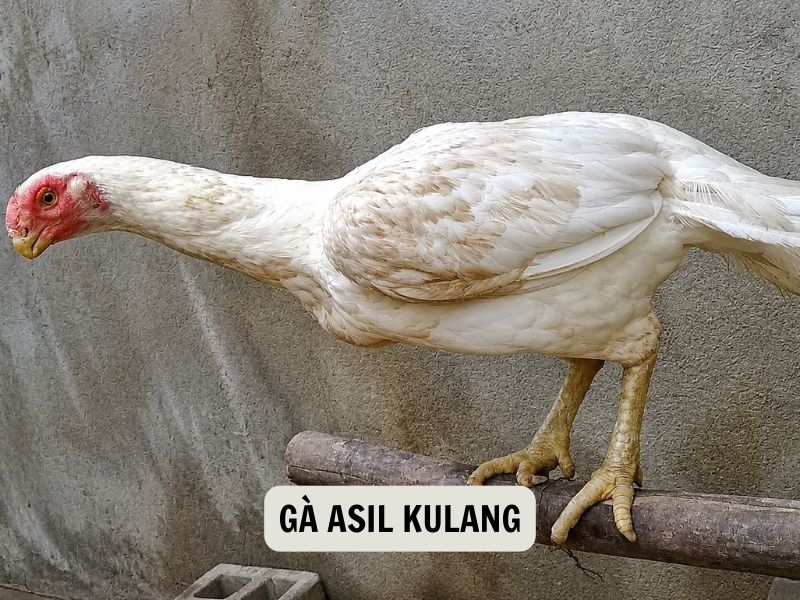 Gà Asil Kulang