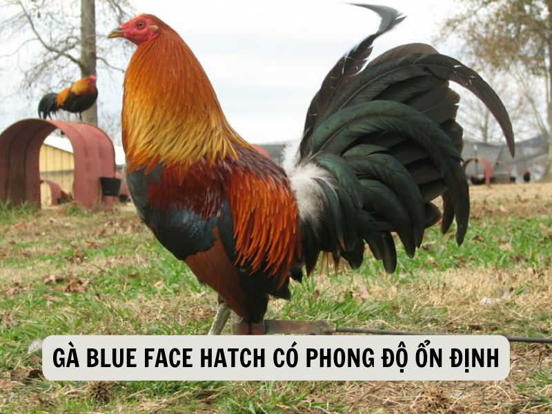 Gà Blue Face Hatch Có Phong Độ Thi Đấu Ổn Định