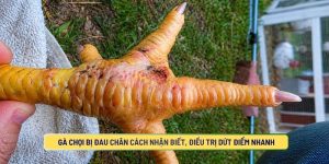 Gà Chọi Bị Đau Chân Cách Nhận Biết, Điều Trị Dứt Điểm Nhanh