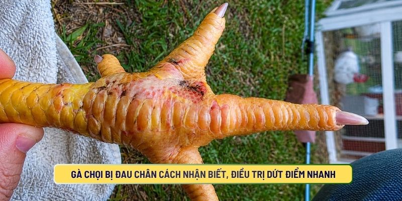 Gà Chọi Bị Đau Chân Cách Nhận Biết, Điều Trị Dứt Điểm Nhanh