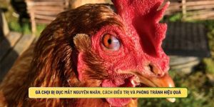 Gà Chọi Bị Đục Mắt Nguyên Nhân, Cách Điều Trị Và Phòng Tránh Hiệu Quả