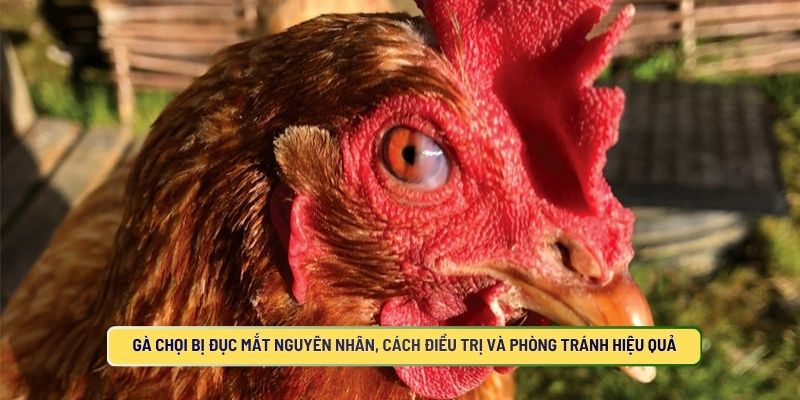 Gà Chọi Bị Đục Mắt Nguyên Nhân, Cách Điều Trị Và Phòng Tránh Hiệu Quả