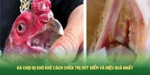 Gà Chọi Bị Khò Khè Cách Chữa Trị Dứt Điểm Và Hiệu Quả Nhất