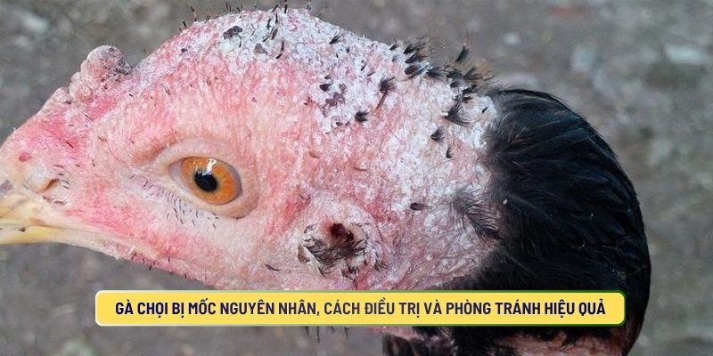 Gà Chọi Bị Mốc Nguyên Nhân, Cách Điều Trị Và Phòng Tránh Hiệu Quả