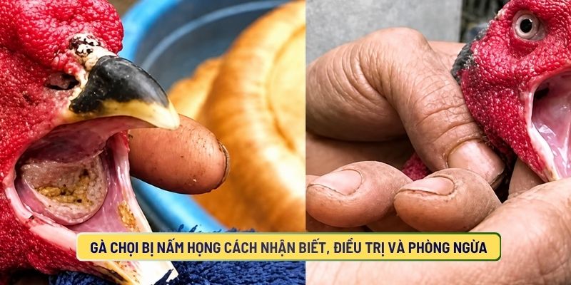 Gà Chọi Bị Nấm Họng Cách Nhận Biết, Điều Trị Và Phòng Ngừa