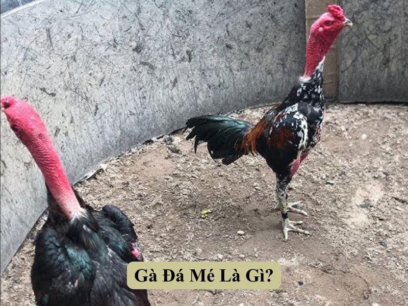 Gà Đá Mé Là Gì?