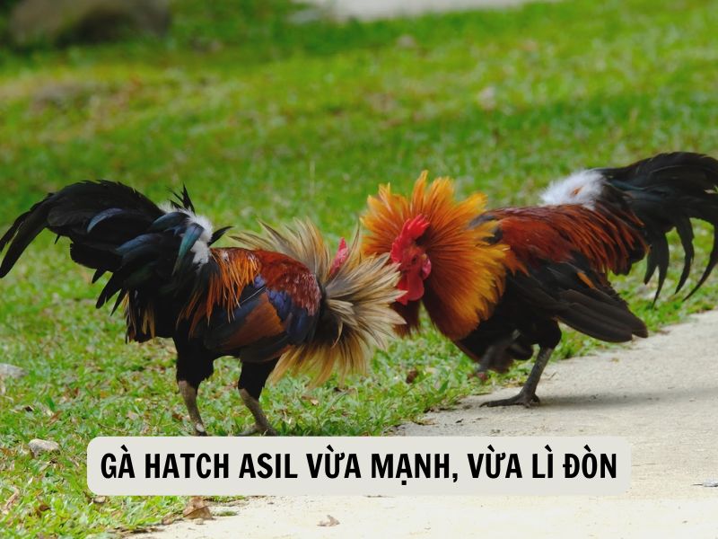 Gà Hatch Asil Vừa Mạnh, Vừa Lì Đòn
