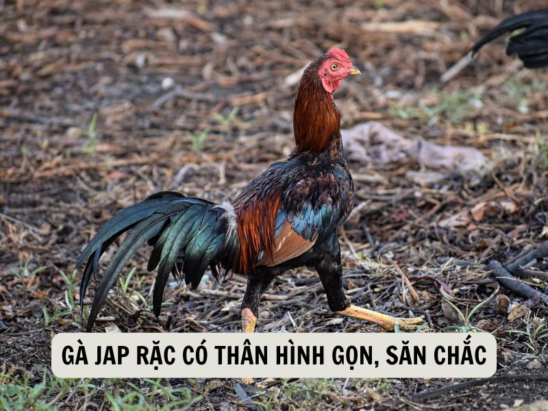 Gà Jap Rặc Có Thân Hình Gọn, Săn Chắc